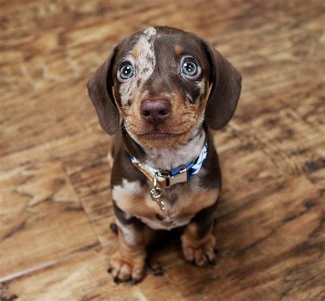 mini dachshund puppies in michigan|miniature dachshund breeders in michigan.